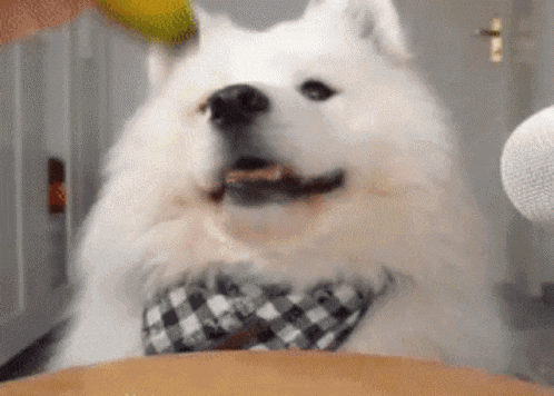 Looping dog GIF
